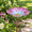 Pink+Yellow, variant on Glbirdbath Birdfeeder With Metal Stake Garden Outdoor Purple