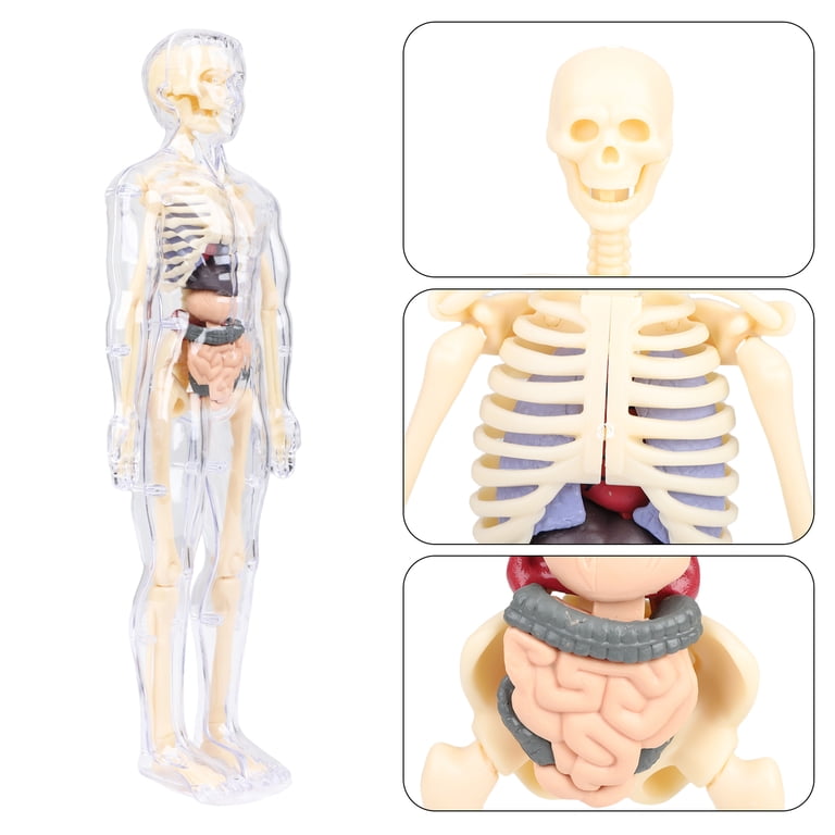 Dongyi 30-Piece Transparent Human Body Model Kit-Removable
