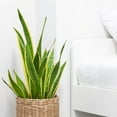 thumbnail image 5 of American Plant Exchange Sansevieria Laurentii Snake Plant in 10" Pot, Golden Edge Foliage, Easy Care, Low-Light Houseplant, 5 of 5