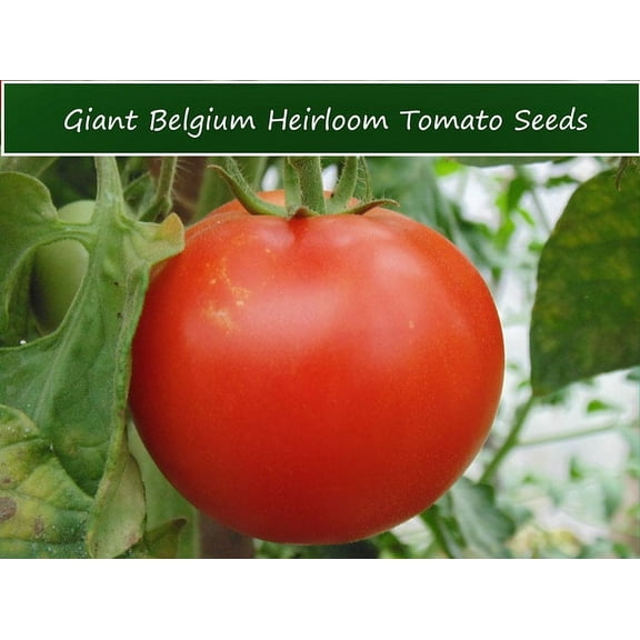 SEEDS- Tomato Seeds-Giant Belgium -10 Heirloom Seeds-All Natural Multi - Use Vegetable