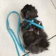 thumbnail image 4 of Methold Pet Bird Chaleco Correa Volar al aire libre Anti-mordedura Nylon Ajustable Bird Training Walking Leash Rope Aseo de mascotas azul, 4 of 6