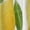 BDQ-3401, variant on Lemon Yellow Sleeveless Dress Loose Women's Dress Dresses Luxury Evening Dresses