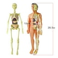 thumbnail image 3 of Human Skeleton Model Education Display Model Models, 3 of 3