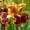 A, variant on Premium Perennial - Iris Bulbs/Roots - Low Maintenance - Ideal for Garden Borders, Plant Hangers