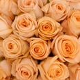 thumbnail image 4 of Peach Roses 50 cm - Fresh Cut - 125 Stems, 4 of 10