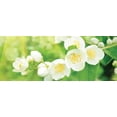 thumbnail image 3 of 6 Pack Car Freshner 10433 Little Trees Air Freshener Jasmin Scent - Single Tree per Package, 3 of 5