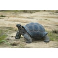 thumbnail image 4 of Tortue TG, 4 of 4