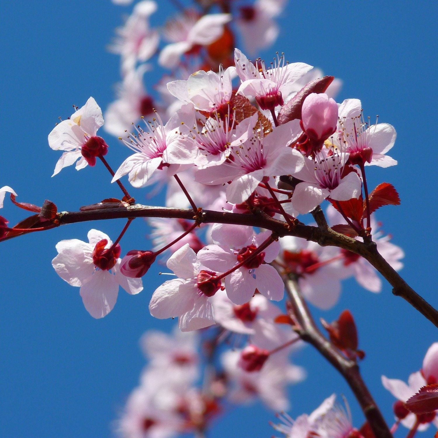 Expert Gardener 3-4 ft tall Yoshino White Flowering Cherry Live Tree in 7-Gallon Grower Pot