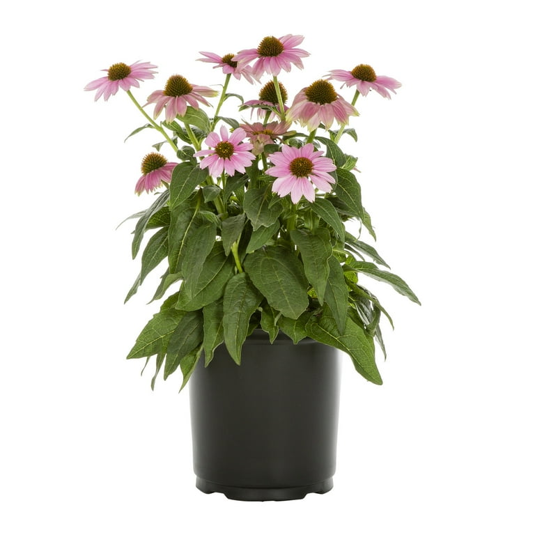 Expert Gardener 2.5QT Pink Echinacea Live Perennial Plant Sun 3
