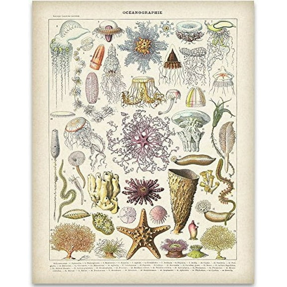 Vintage Ocean Life Illustration Art Print - 11x14 Unframed Art Print - Great Beach House Wall Decor