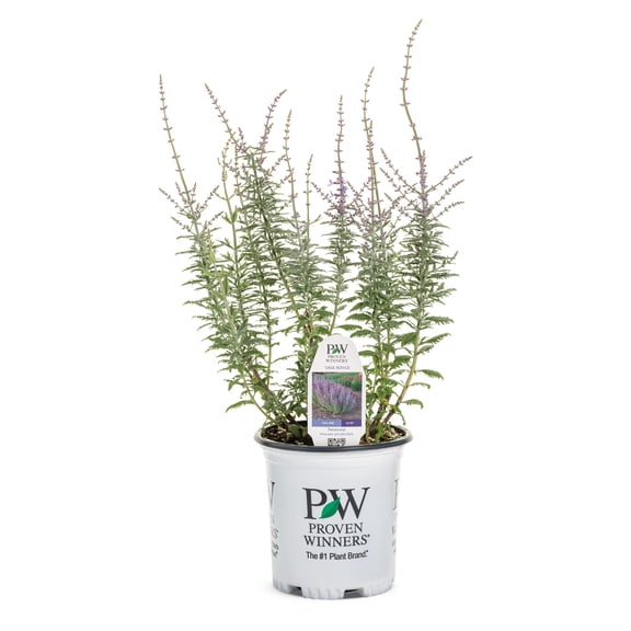 Proven Winners 6" Purple 'Sage Advice' Russian Sage Live Plant in 6.5" Pot