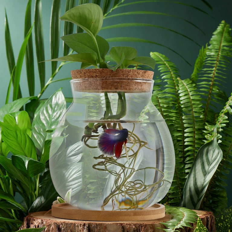 Betta fish tank decorations online