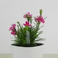 thumbnail image 5 of 4 Unids Plantas De Medidor De Humedad Medidor De Humedad Indicador De Nivel De Agua Indicador Sensor Kits De Jardín Para Plantas Flores, 5 of 5