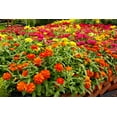 thumbnail image 5 of 150 DWARF THUMBELINA ZINNIA Elegans Mixed Colors Flower Seeds, 5 of 6