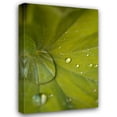 thumbnail image 1 of Karyn Millet 13x18 Gallery Wrapped Canvas Wall Art Titled - Tropical Leaves I, 1 of 4