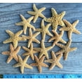 thumbnail image 2 of Sugar Starfish | 15 Brown Sugar StarFish 2" to 3" | Nautical Crush Trading TM, 2 of 2