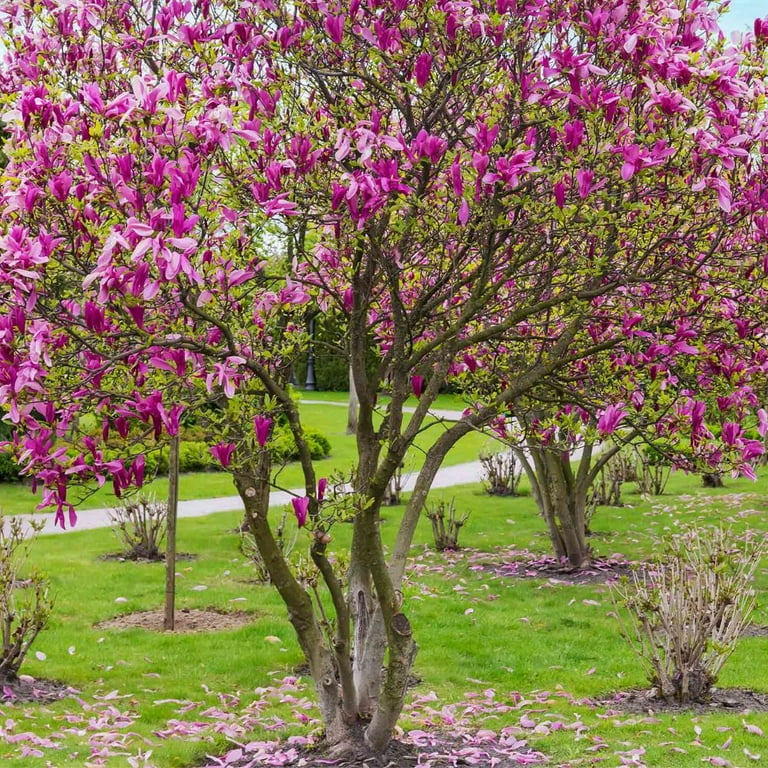 Expert Gardener 3-4 ft tall Jane Japanese Magnolia Live Tree in 7