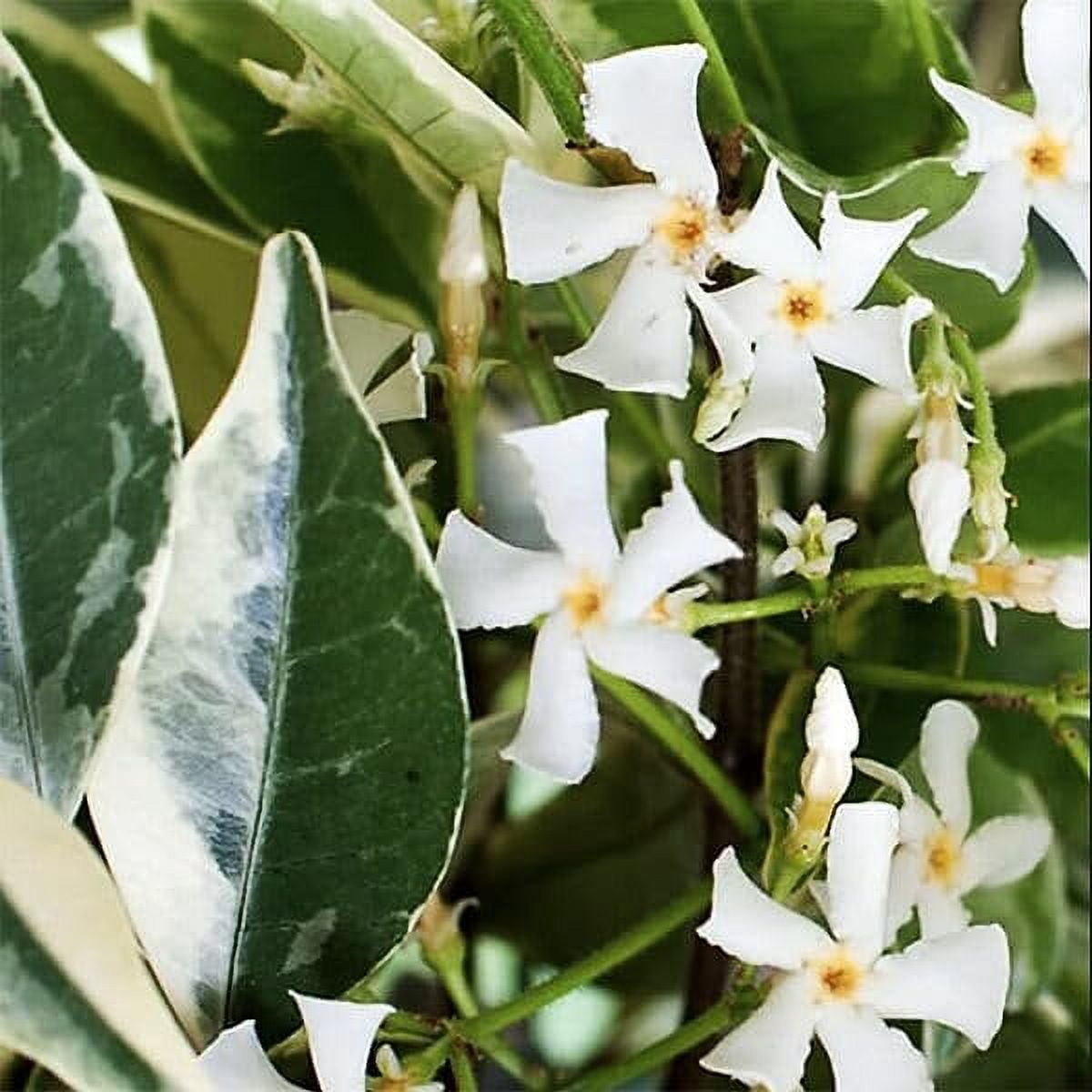 Variegated Confederate Jasmine  2 Extra Large 3 Gallon Plants  Trachelospermum jasminoides Variegata  Eye-Catching Climber  Perfect for Garden Walls and Trellises