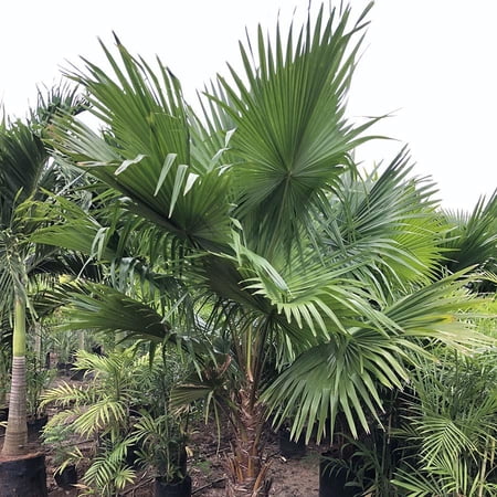 Chinese Fan Palm–Livistona chinensis–Elegant foliage for indoor and outdoor use 10" Pot