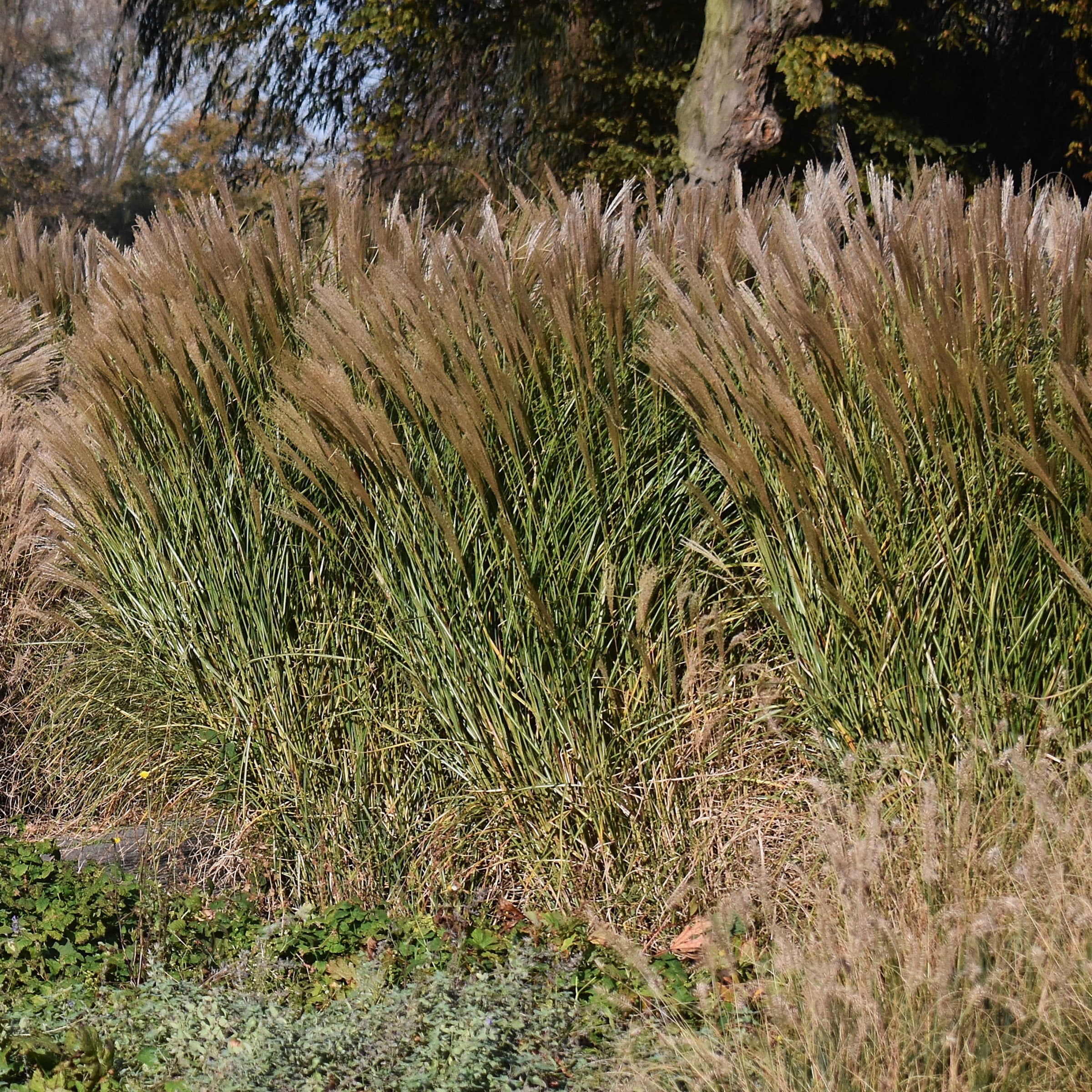 National Plant Network 4 in. Miscanthus Malepartus (3-Pack)