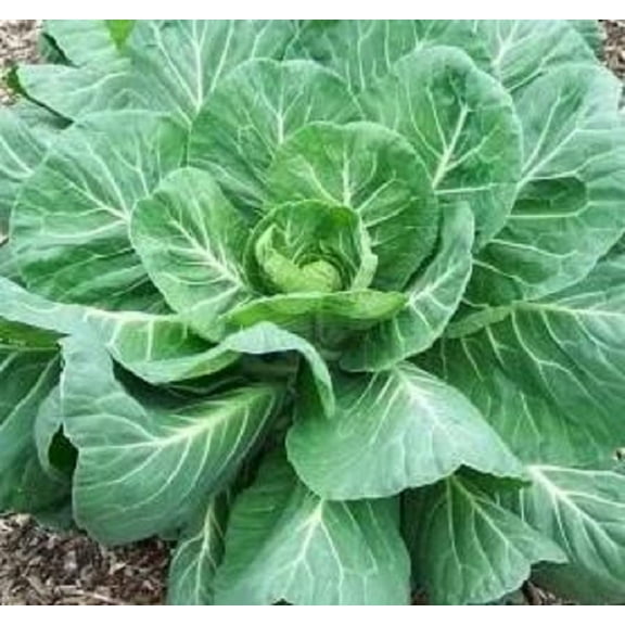 Collard Green Seeds for Planting - Fresh Georgia Collard Seeds - Hi Yield and Great Taste (250 Seeds)