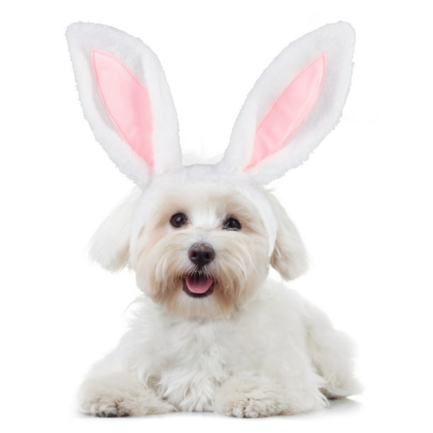 Dog With Bunny Ears