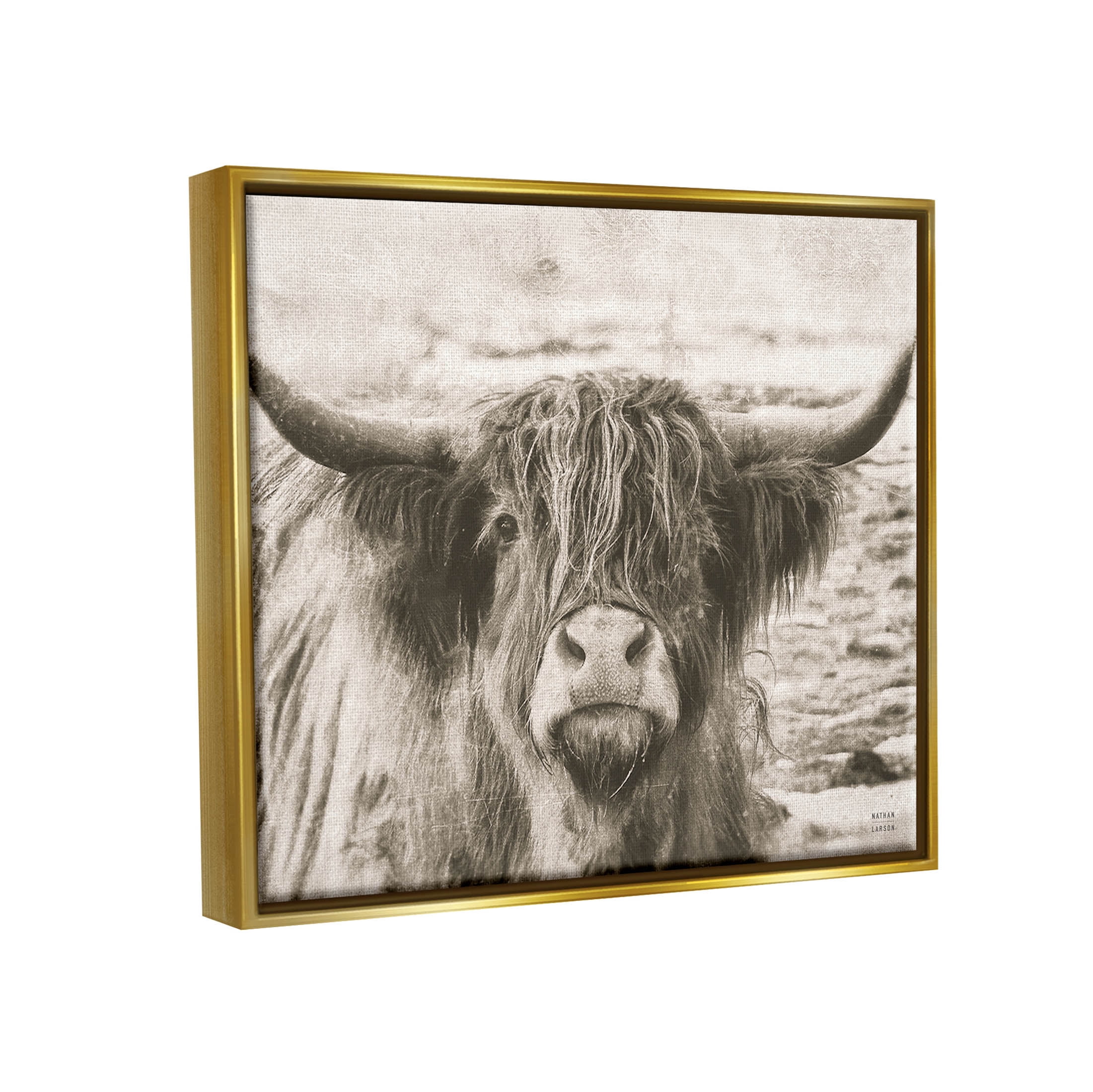 Stupell Industries Highland Cattle Cow Gazing Photography Photograph Metallic Gold Floating Framed Canvas Print Wall Art, Design by Nathan Larson