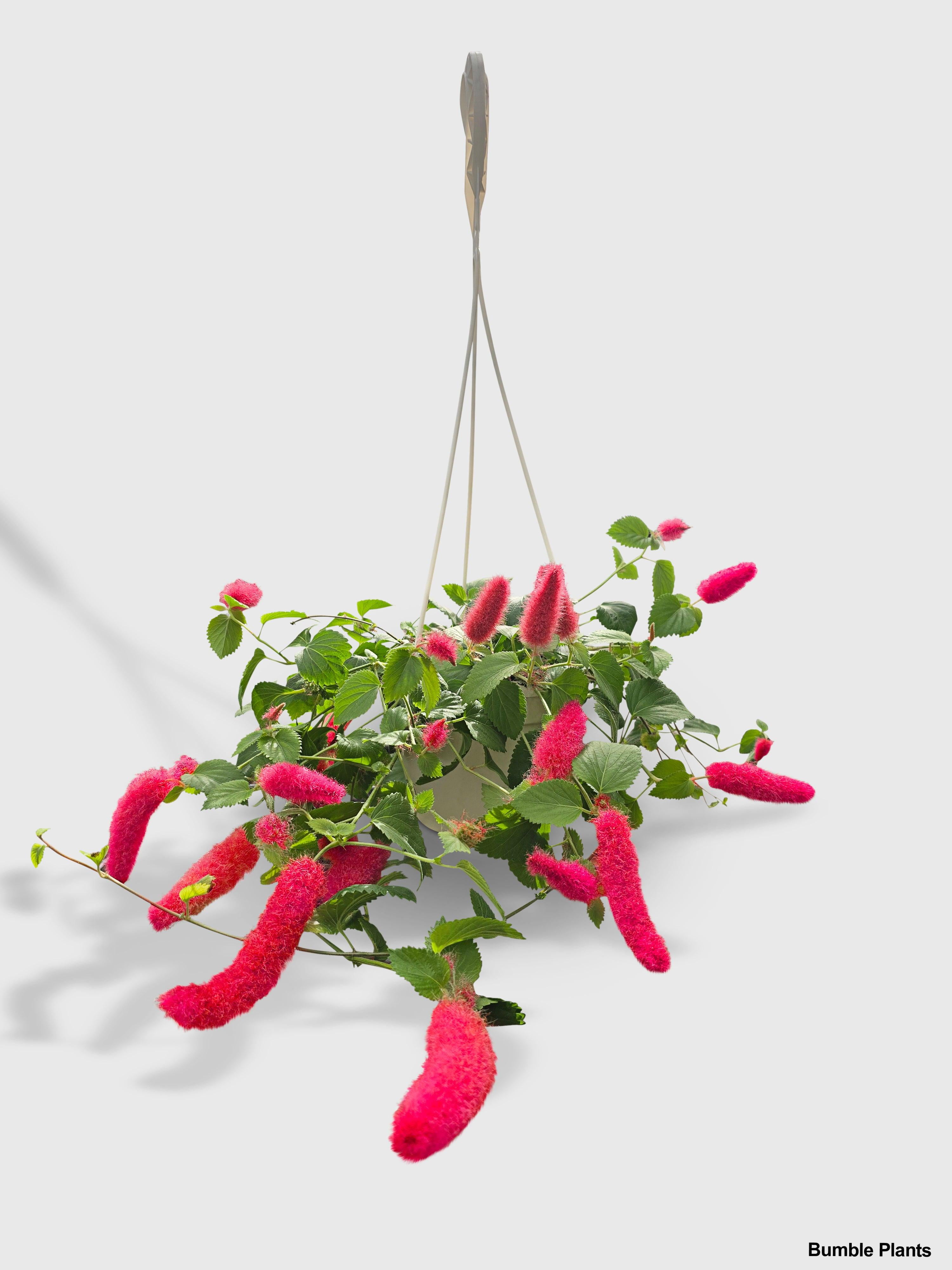 Chenille Acalypha Hispida 'Red Hot Cat's Tail' - Live Air-Purifying Indoor Plant in Nursery Pot – Easy Care, Low Maintenance Houseplant for Home & Office Decor, Natural Air Cleaner, Best for Beginners