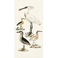 thumbnail image 2 of Unknown  9x14 White Modern Wood Framed Museum Art Print Titled - Waterbird Varieties II, 2 of 4