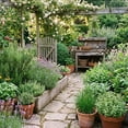 thumbnail image 6 of 4 Live Fragrant and Edible Herb Plants Combo, Random Assorted Varieties: Rosemary, Basil, Lemon Balm, Mint and Other Herbs, 6 of 6