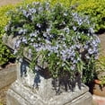 Outsidepride 1000 Seeds Perennial DHF10 Rosemary Ground Cover & Herb
