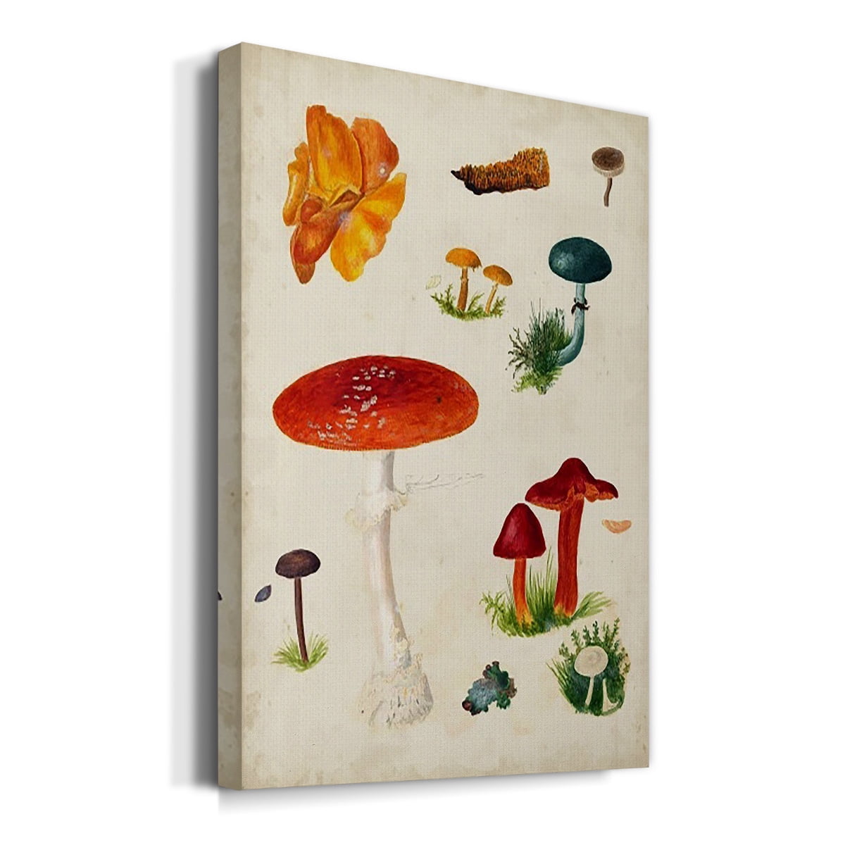 Mushroom Species VIII Premium Gallery Wrapped Canvas - Ready to Hang