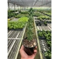 thumbnail image 5 of Boobie Cactus - Live Air-Purifying Indoor Plant in Nursery Pot – Easy Care, Low Maintenance Houseplant for Home & Office Decor, Natural Air Cleaner, Best for Beginners (6"Pot), 5 of 5