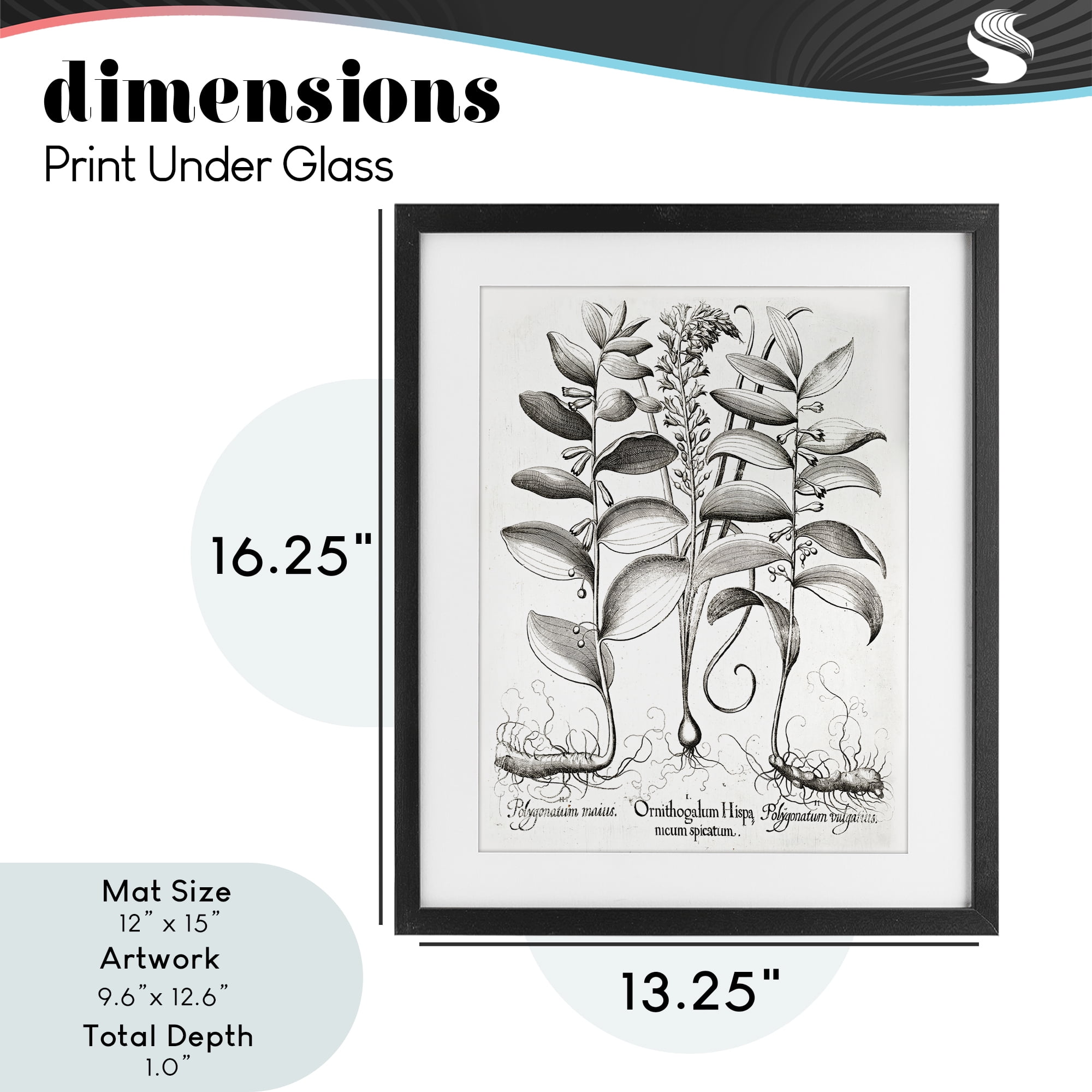 Vintage Botanical Root Study Black Framed Print Under Glass, design by Lettered and Lined