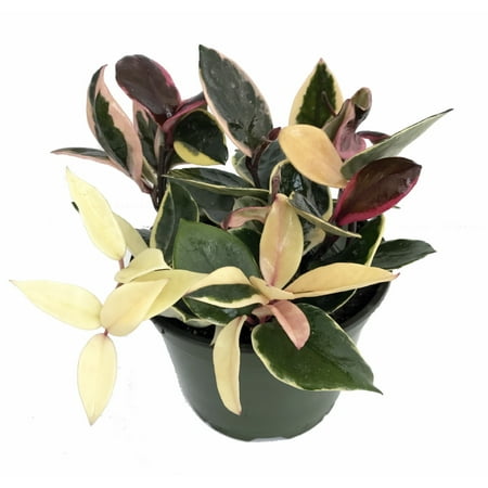Plant Wax - Strawberries & Cream Wax Plant - Hoya - 6