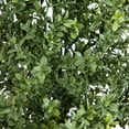 thumbnail image 4 of Nearly Natural Boxwood Topiary Outdoor Artificial Potted Tree - 6', 4 of 5