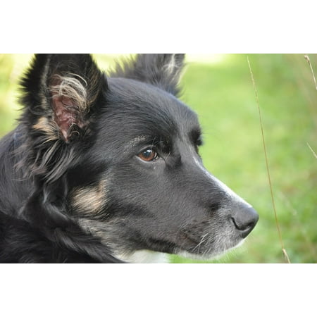 Border Collie Black And White - LAMINATED POSTER Border Collie Black And White Dog Portrait Berger Poster Print 24 x 36