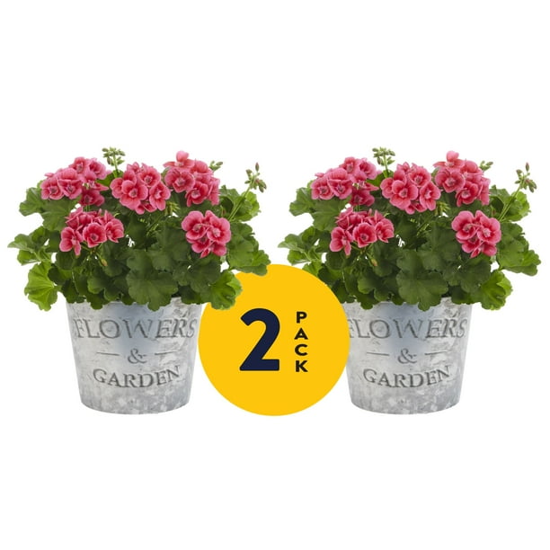 Metrolina Greenhouses Live Pink Geranium Annual Plant, 2