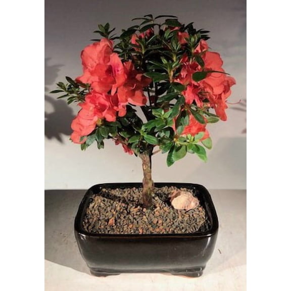 Flowering Tropical Duc De Rohan Azalea Bonsai Tree with Humidity Tray