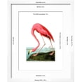 thumbnail image 3 of American Flamingo, 1834, Animals Framed Art Print Wall Art by John James Audubon Sold by Art.Com, 3 of 6