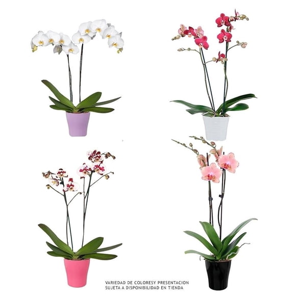 Orquídea en base de cerámica varios modelos 1 pieza