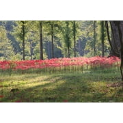 Heirloom Red Spider Lily (Lycoris Radiata) Bulbs Fall-Blooming Perennial for Southern Climates 5 Pcs