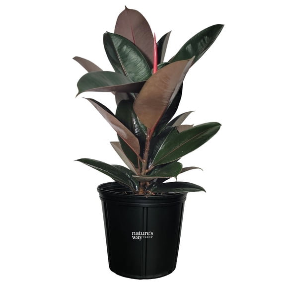 Nature's Way Farms Ficus Burgundy Premium (25-30 inches tall) in growers pot
