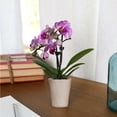 thumbnail image 4 of Just Add Ice Live Plant 6-10" Tall Mini Pink Purple Orchid in 2.5" Decorative Fiber Clay Pot, 4 of 6