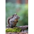 thumbnail image 2 of Horton, Janet 17x24 White Modern Wood Framed Museum Art Print Titled - Douglas Squirrel standing on a log, 2 of 4