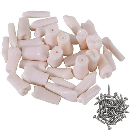 

32Pcs Dental Model Teeth Model for Typodont Dental Teeth Model Removable Teeth Use for Practice and Teaching