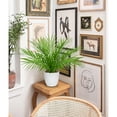 thumbnail image 6 of 15"Artificial Palm Plant Real Touch Faux Tropical Palm Tree in White Pot Home Indoor Living Room Tabletop Balcony Decorations, 6 of 6