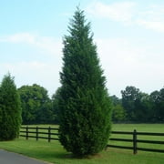 Brighter Blooms - Leyland Cypress Tree, 3-4 ft. - No Shipping to AK, AZ, HI