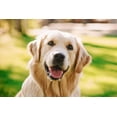 thumbnail image 3 of Now Pets liquido spray remueve pulgas y garrapatas para perros 237ml blanco 1, 3 of 3