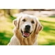 thumbnail image 3 of Now Pets liquido spray remueve pulgas y garrapatas para perros 237ml blanco 1, 3 of 3
